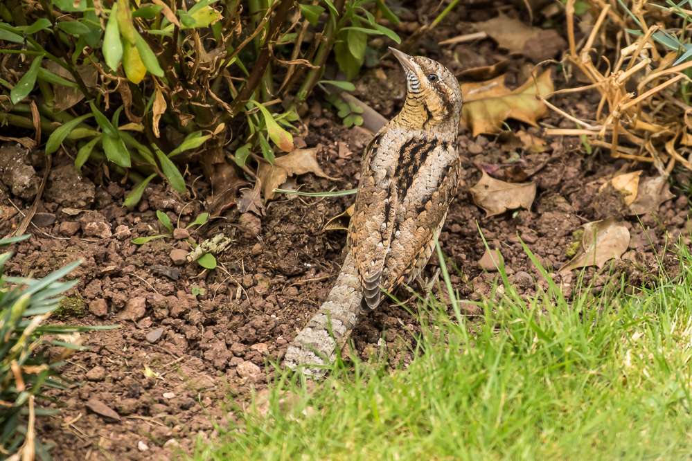 Wryneck by Robert Kent at Teignmouth