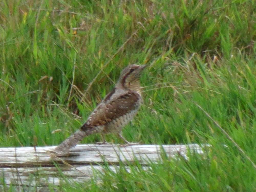 Wryneck by Roger Backway at South Efford Marsh
