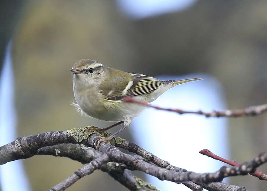 Yellow Browed Warbler by Steve Hopper at Topsham Rec