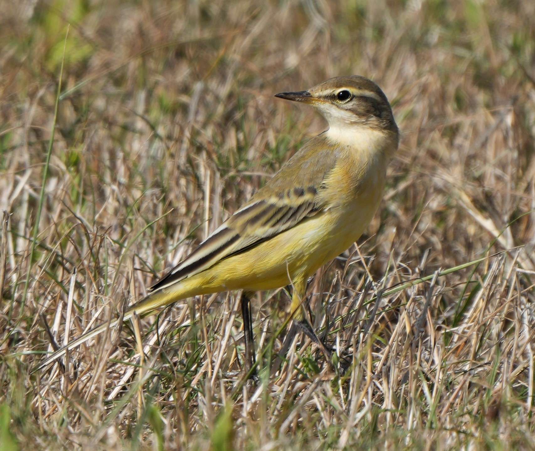 Yellow Wagtail by Paul Howrihane at Orcombe Point