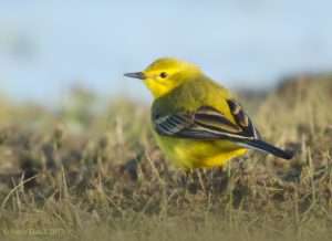 Yellow Wagtail at Skern, Northam Burrows by Steve Hatch on April 19 2013