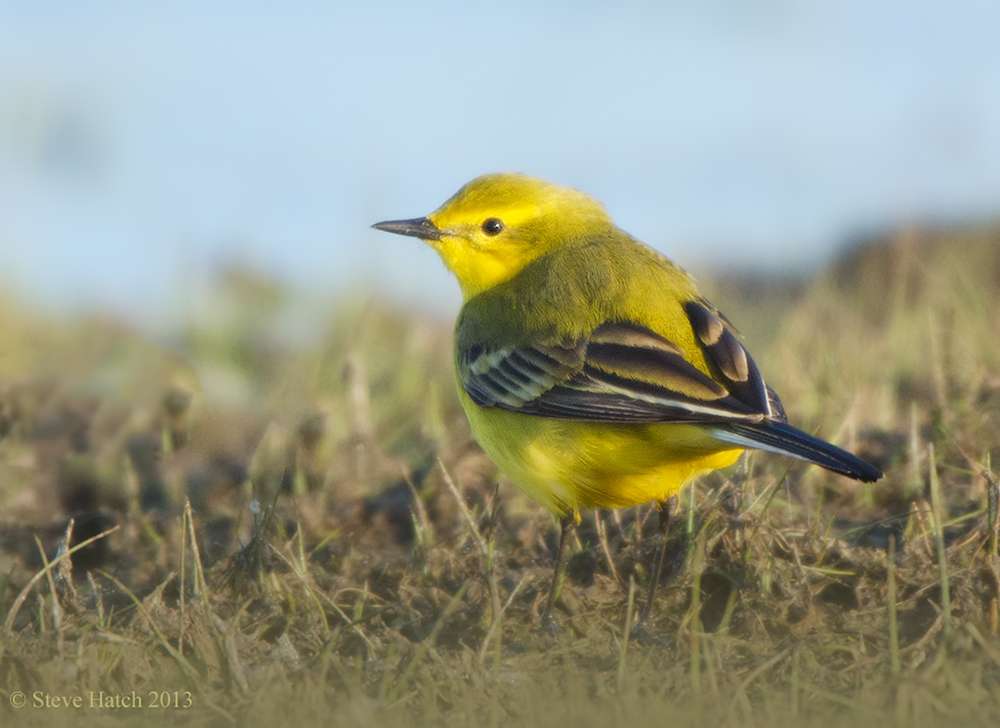 Yellow Wagtail by Steve Hatch at Skern