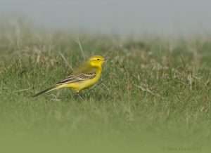 Yellow Wagtail at Skern, Northam Burrows by Steve Hatch on April 16 2013