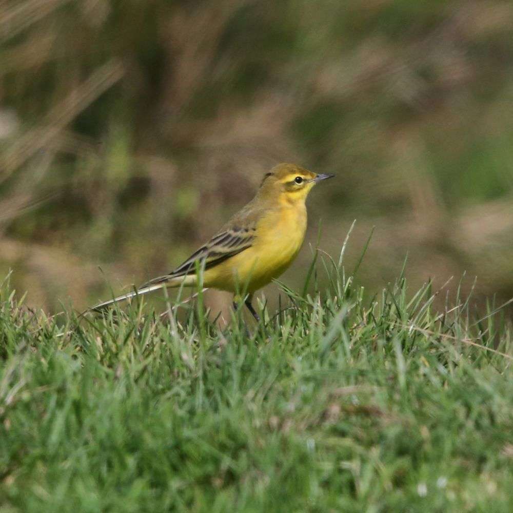Yellow Wagtail by Steve Hopper at Exminster