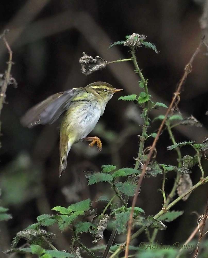 Yellow-browed Warbler by Adrian Davey at Bowling Green Marsh.