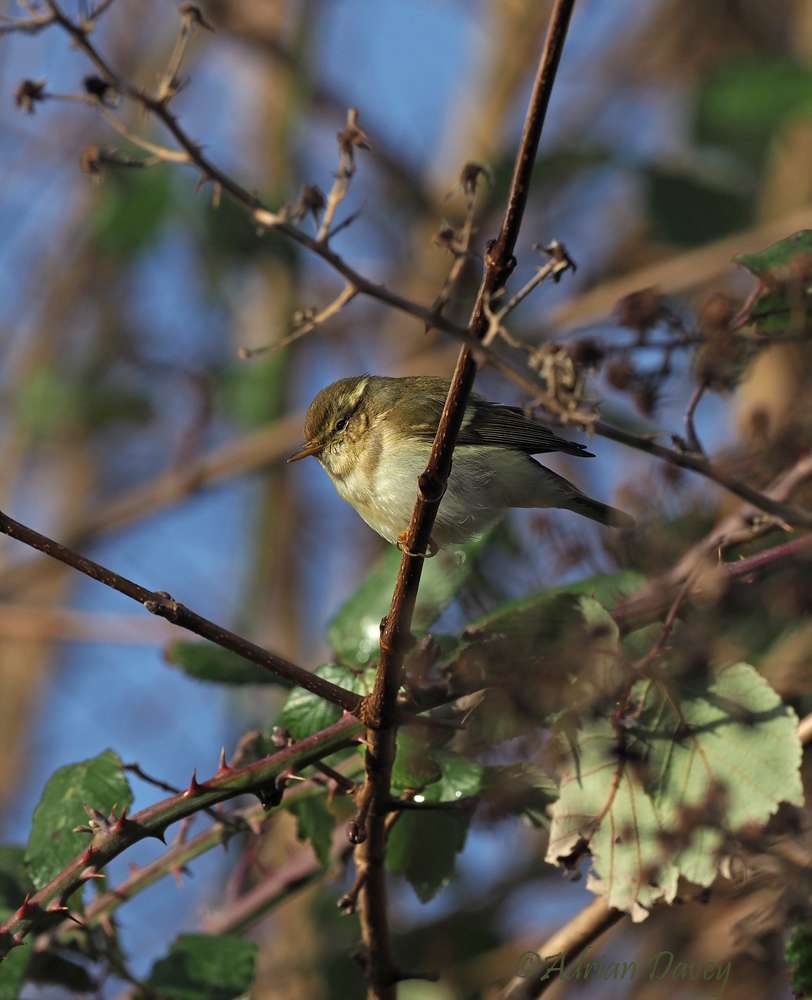 Yellow-browed Warbler by Adrian Davey at Bowling Green Marsh.