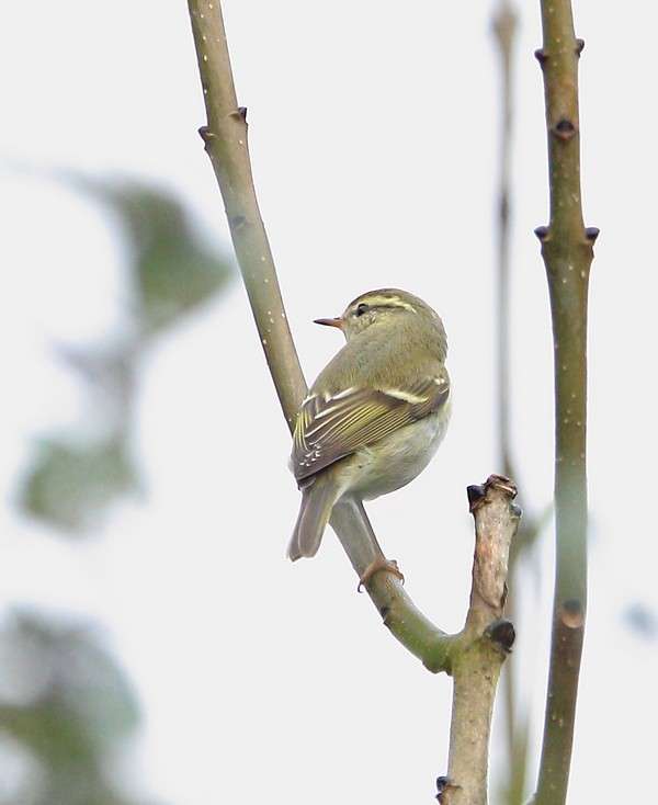 Yellow-browed Warbler by Alan Doidge at South Milton