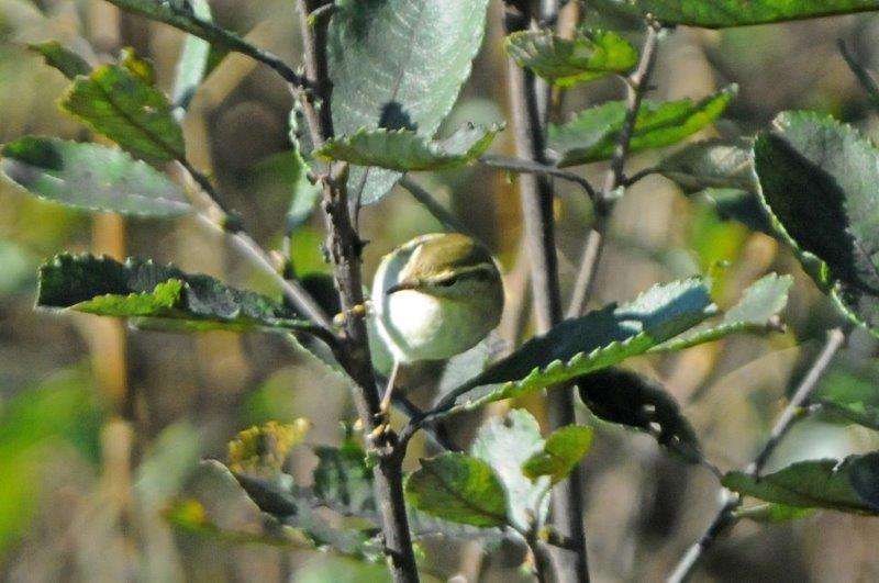 Yellow-browed Warbler by Barry Rankine at Soar Farm