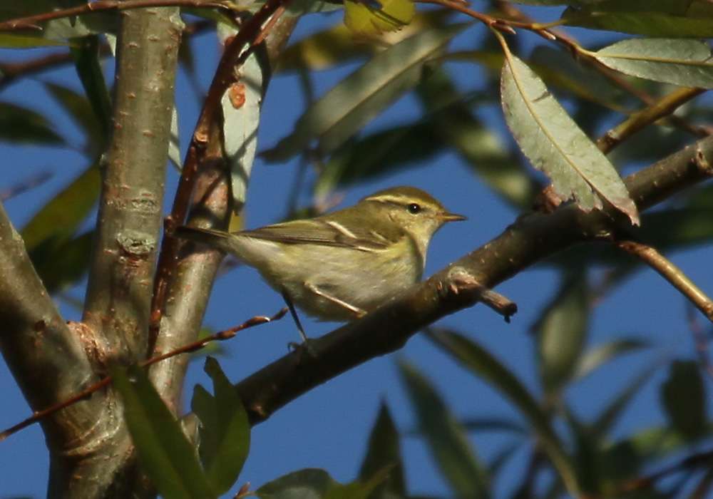 Yellow-browed Warbler by Chris Protor at Clennon Valley