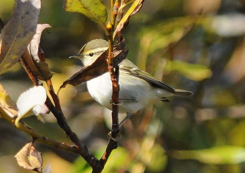 Yellow-browed Warbler by Dave Norman at Clennon Valley