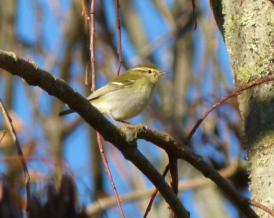 Yellow-browed Warbler by MIke Langman at Clennon Valley