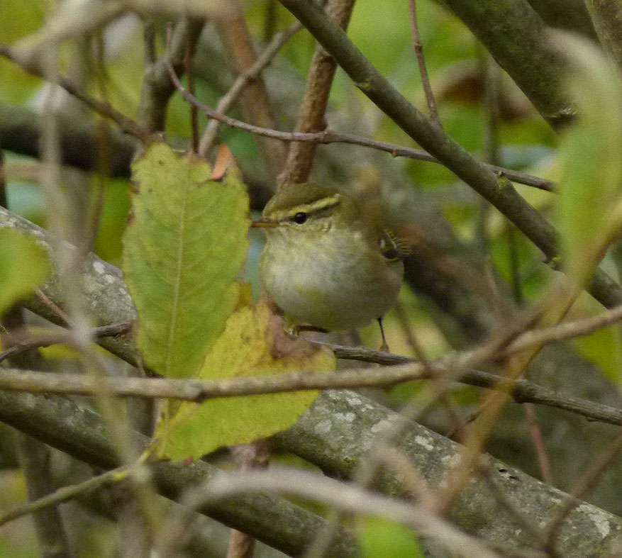 Yellow-browed Warbler by Mike Langman at Clennon Valley