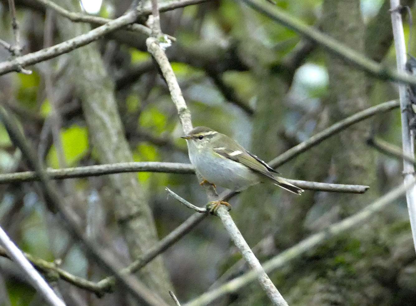 Yellow-browed Warbler by Mike Langman at Sharkham Point