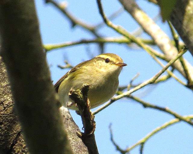 Yellow-browed Warbler by Paul Albrechtsen at Scabbacombe Head
