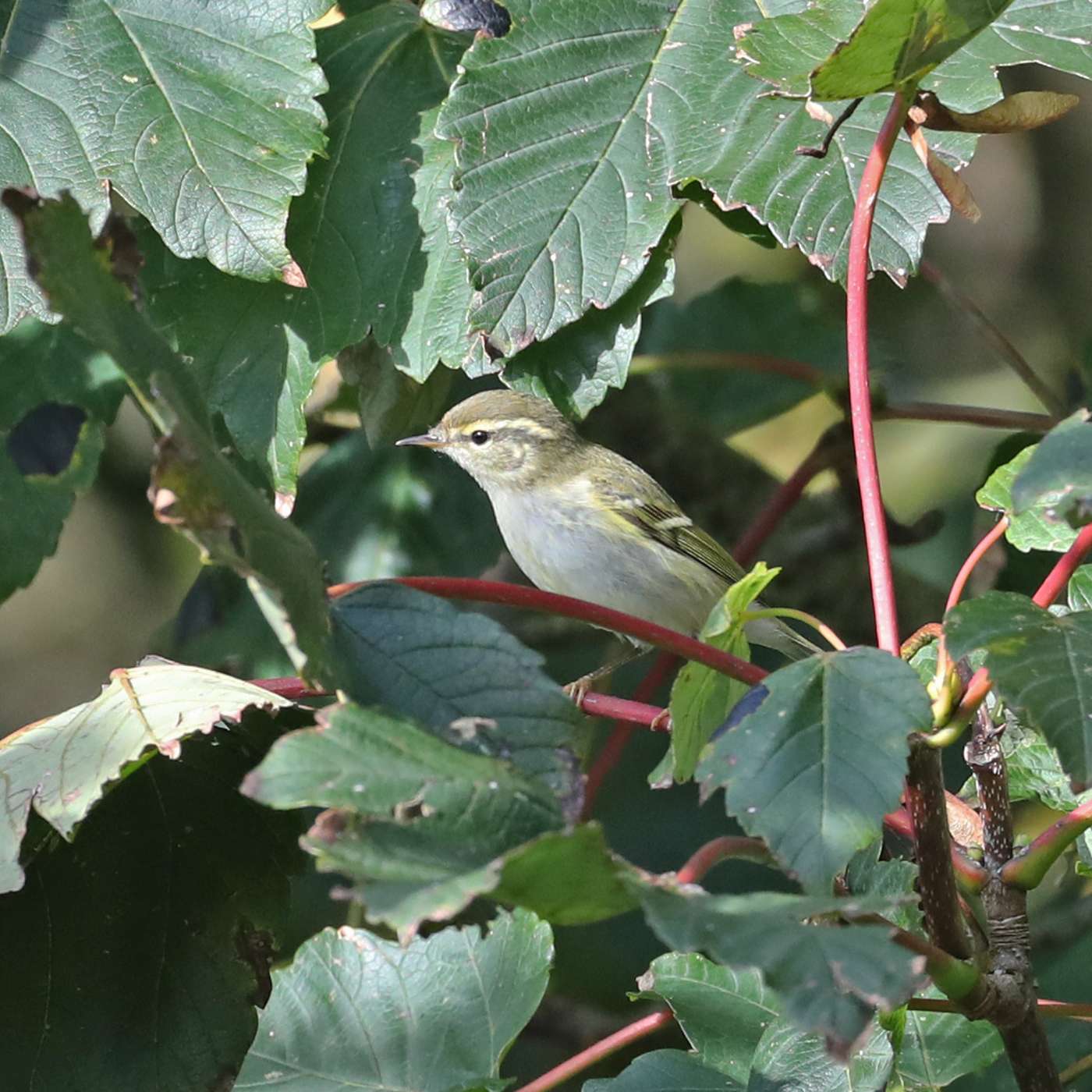 Yellow-browed Warbler by Steve Hopper at Berry Head