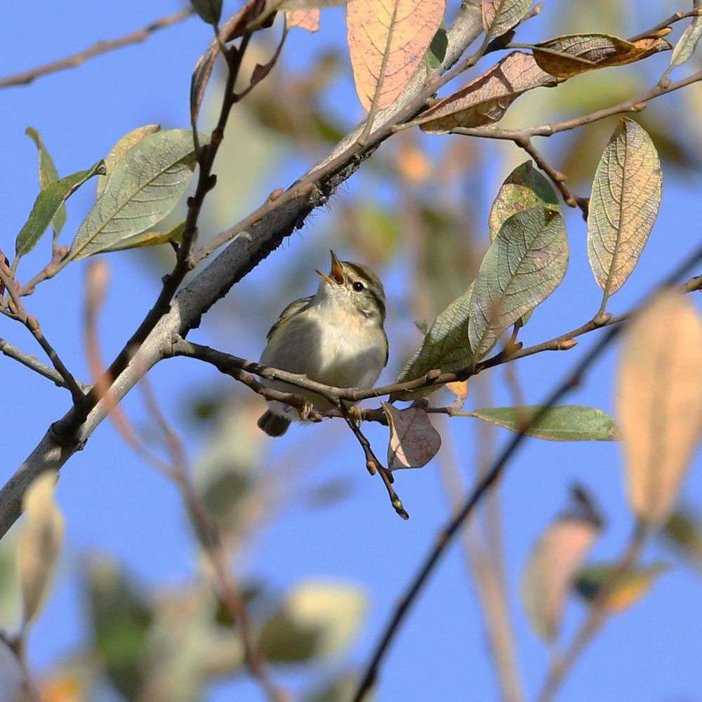 Yellow-browed Warbler by Steve Hopper at Broadsands