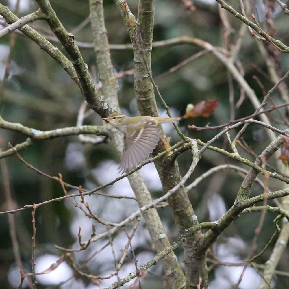 Yellow-browed Warbler by Steve Hopper at Broadsands