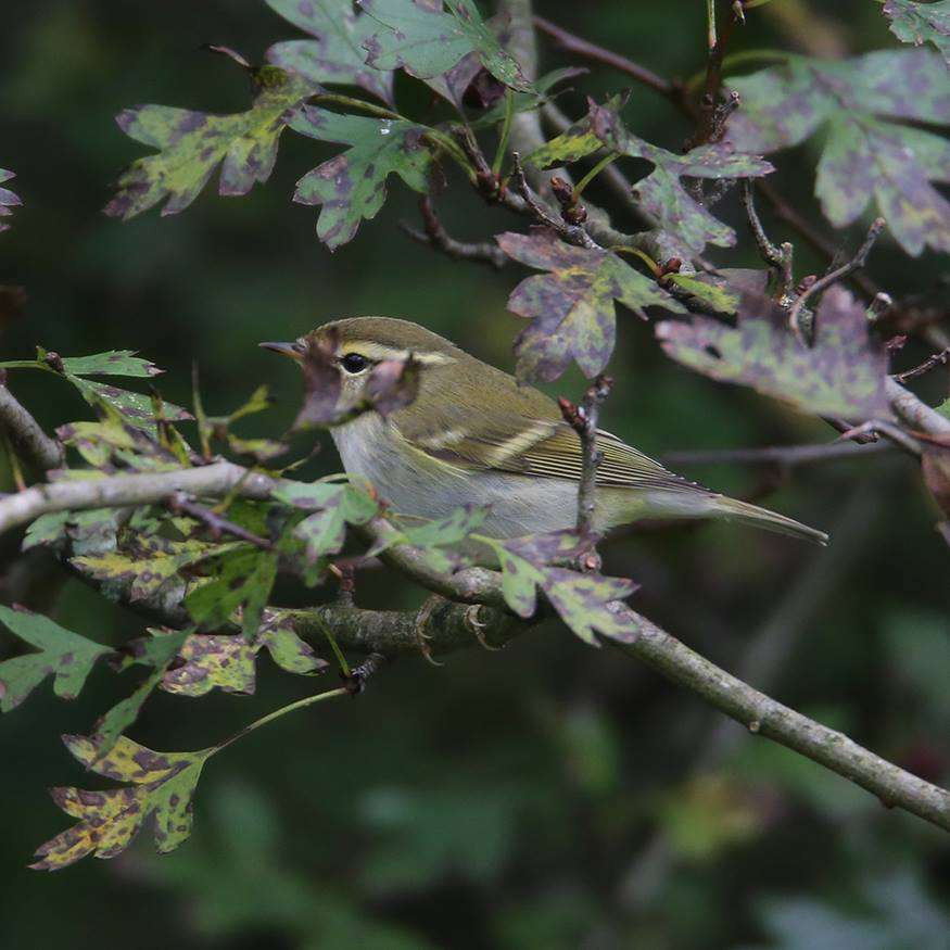 Yellow-browed Warbler by Steve Hopper at South Brent