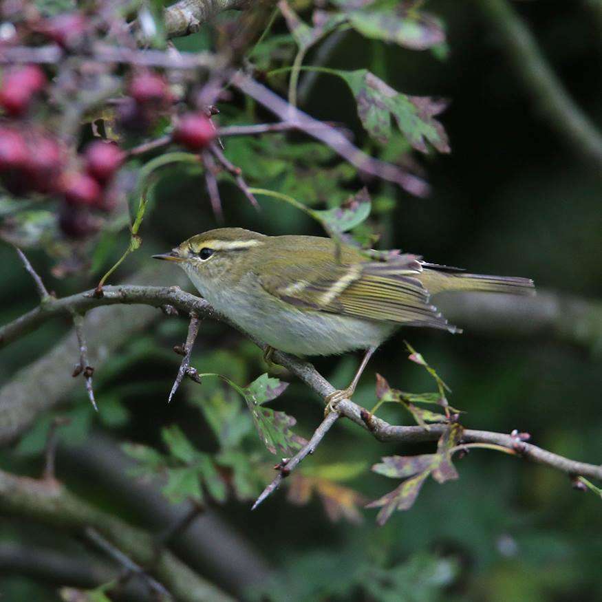 Yellow-browed Warbler by Steve Hopper at South Brent
