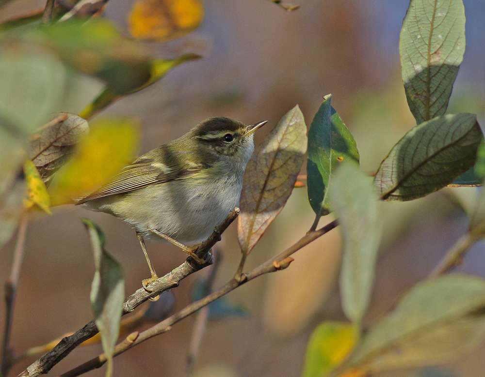 Yellow-browed Warbler by Steve Ray at Broadsands