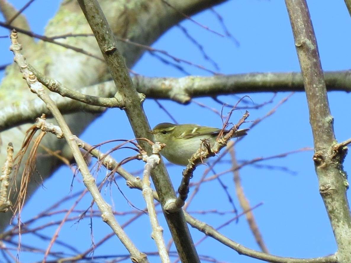 Yellow-browed Warbler by Tony Marchese at Clennon Valley
