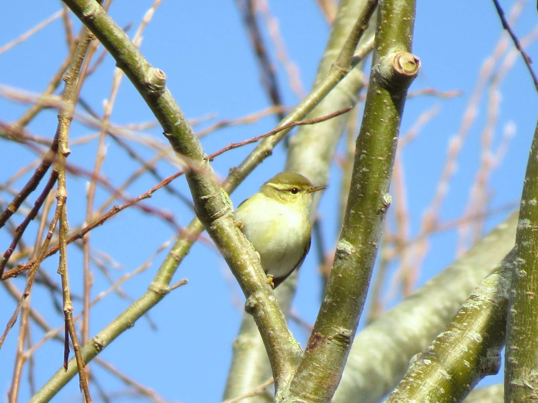 Yellow-browed Warbler by Tony Marchese at Clennon Valley