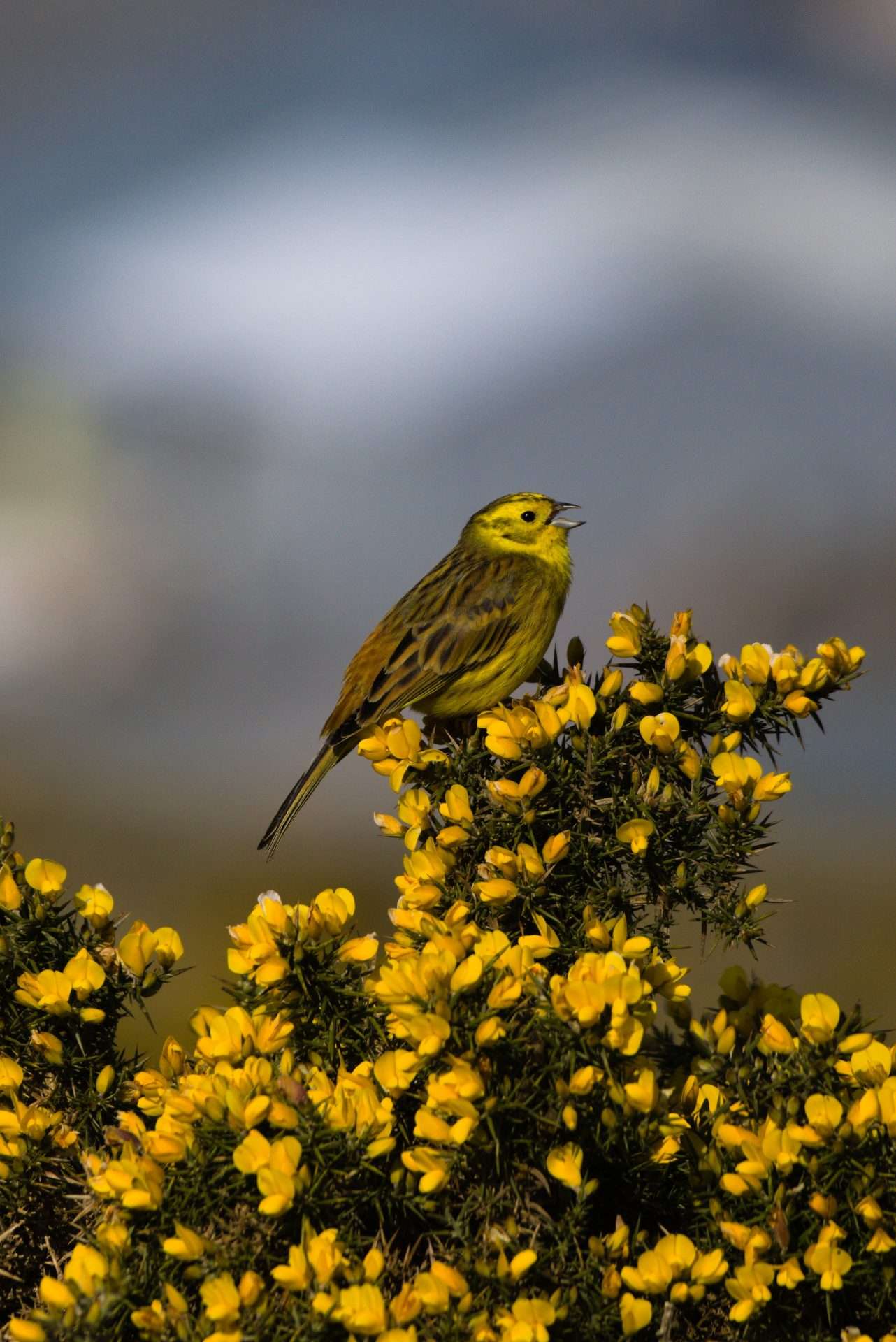 Yellowhammer by Annabel Sharpe at Crownhill Down