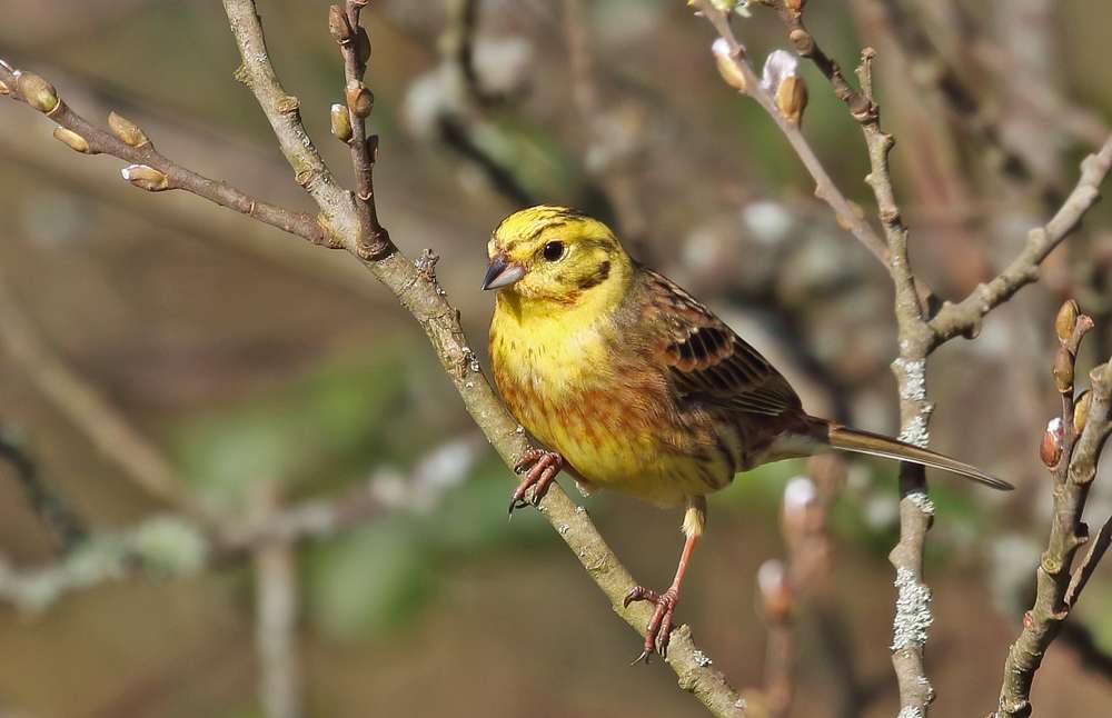 Yellowhammer by Christopher Lake at Broadsands
