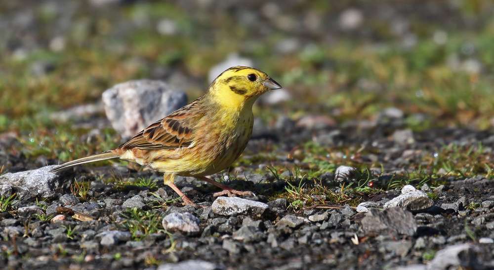 Yellowhammer by Christopher Lake at Broadsands