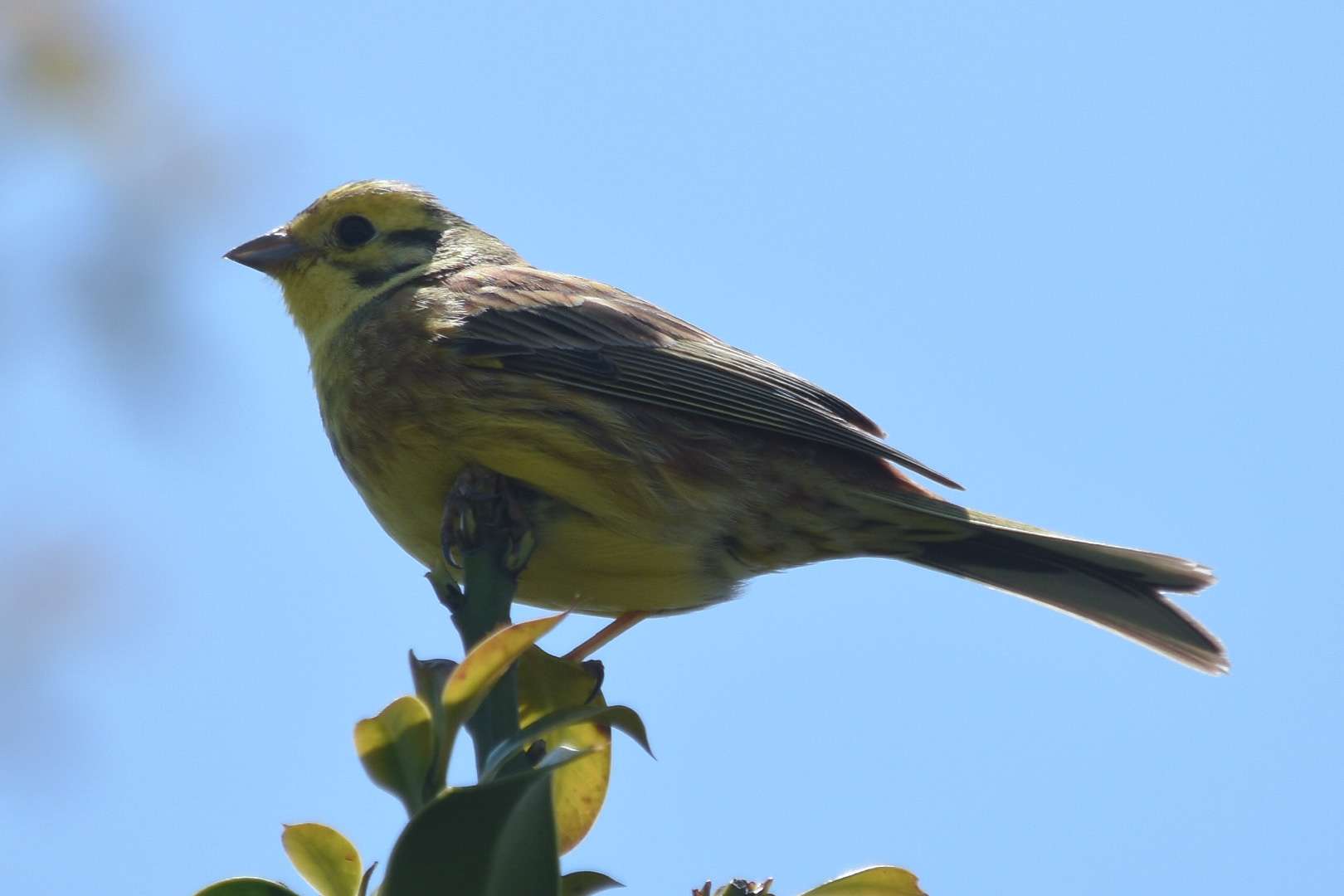 Yellowhammer by Duncan Leitch at Clearbrook