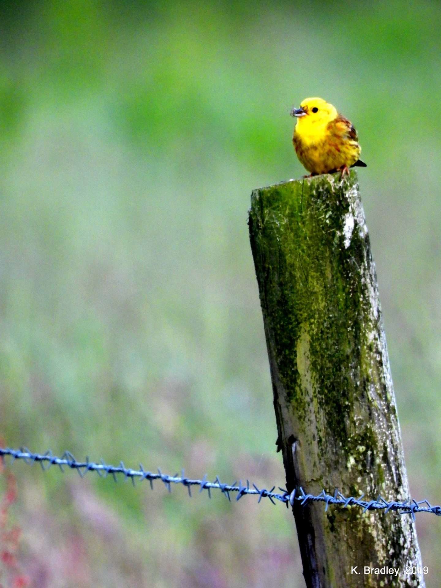 Yellowhammer by Kenneth Bradley at Colyton