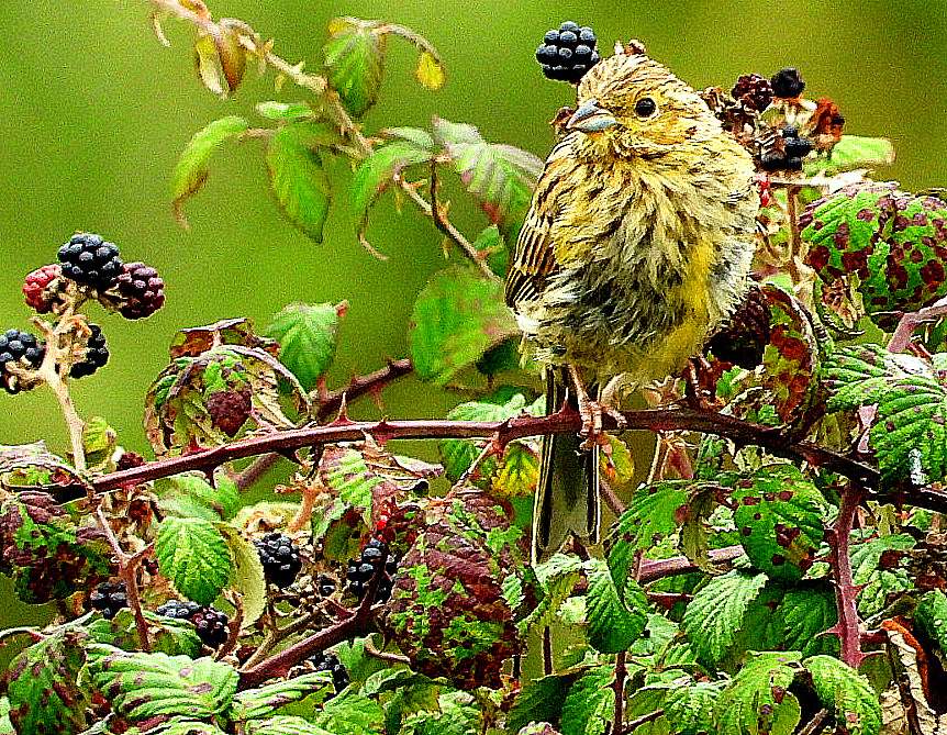 Yellowhammer by Kenneth Bradley at Labrador Bay RSPB