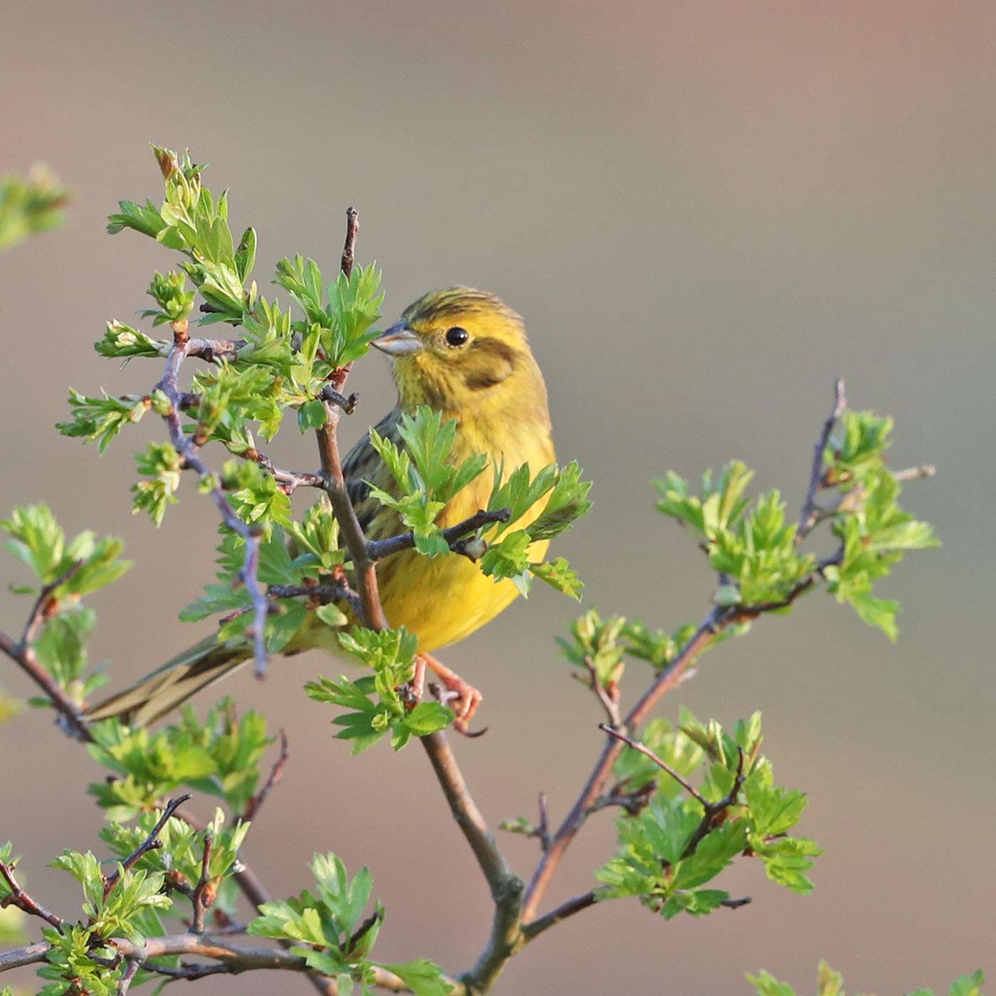 Yellowhammer by Steve Hopper at South Brent