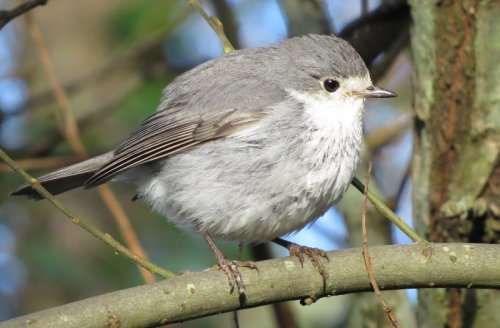 abberant Robin by Martin Bond at Chivenor
