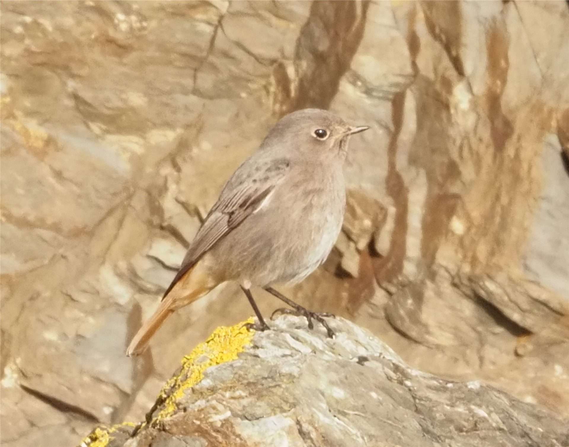 black redstart by mike pound at Hopes nose