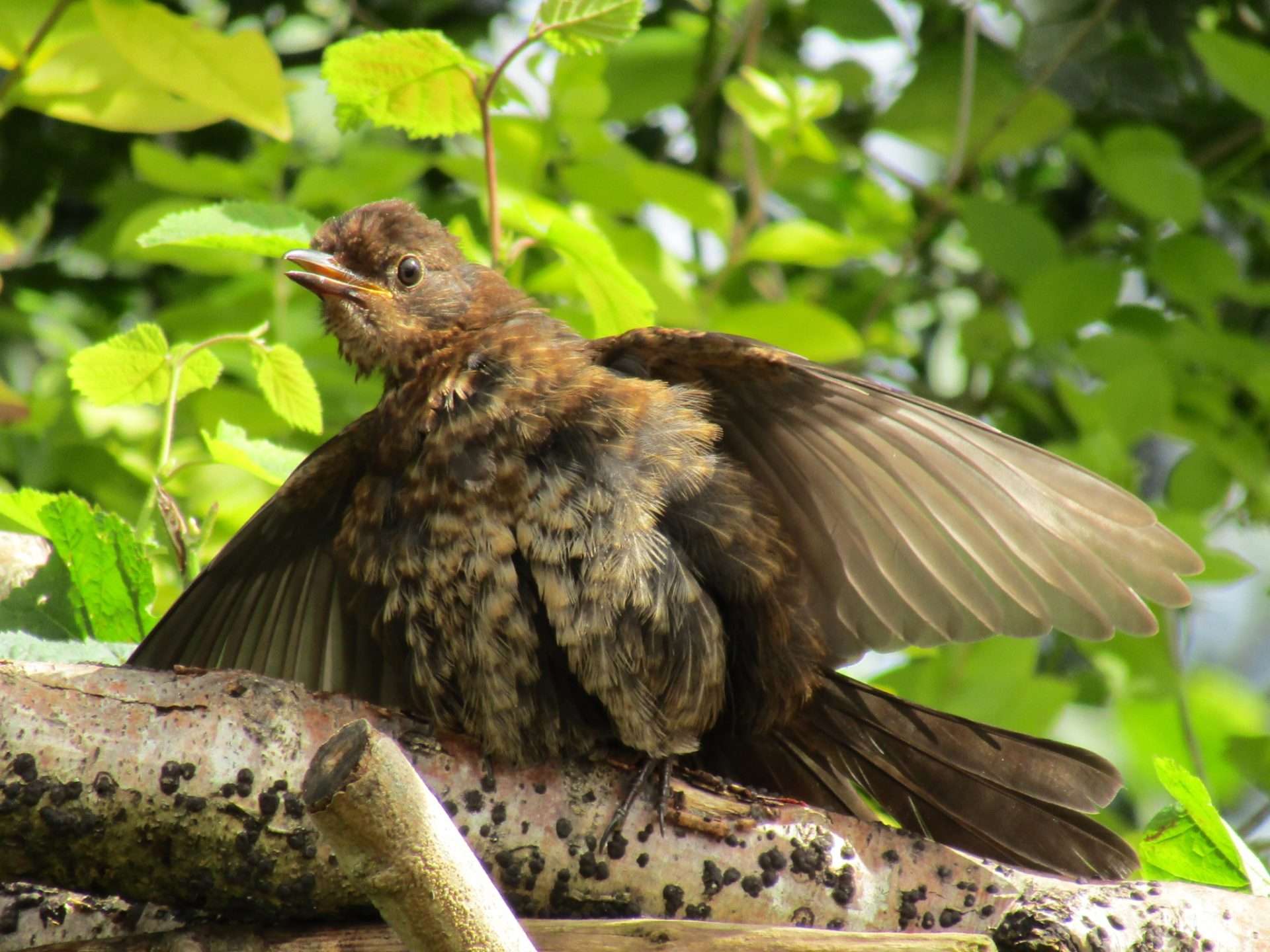 blackbird (juv) by Elizabeth Mulgrew at garden in the South Hams
