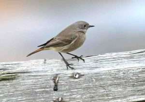 Black Redstart at Rook House, Cheriton Bishop, Exeter EX6 6JA by Gerald Wells on October 31 2025