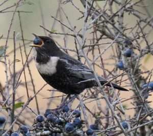 Ring Ouzel at dartmoor by michael pound on October 22 2025