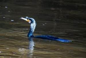Cormorant at River otter by Red Williams on February 28 2025
