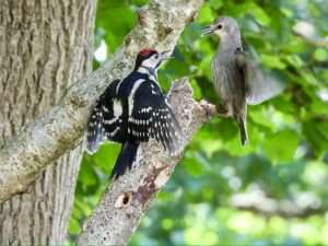 Great Spotted Woodpecker at Ivybridge by Elizabeth Mulgrew on June 19 2025