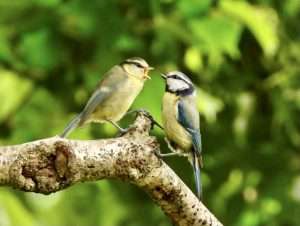 Blue Tit at Ivybridge by Elizabeth Mulgrew on June 7 2025