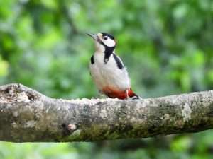 Great Spotted Woodpecker at Ivybridge by Elizabeth Mulgrew on June 7 2025