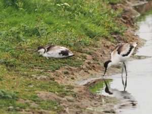 Avocet at Black Hole Marsh, Seaton by Tom Wallis on August 3 2023