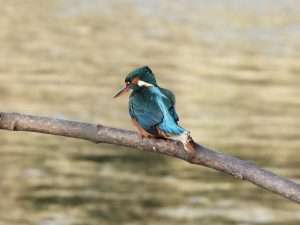 Kingfisher at River Plym by Elizabeth Mulgrew on January 16 2024