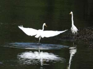 Great White Egret at Plym Estuary by Elizabeth Mulgrew on September 5 2023