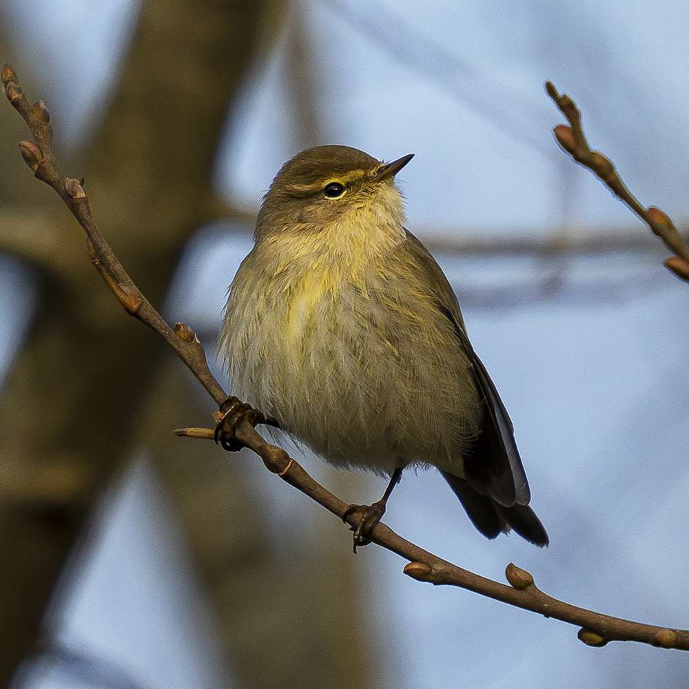 Chiffchaff at Brixton estuary by Paul Cairo - Devon Birds