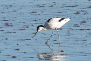Avocet at Exe Estuary by John Reeves on January 2 2025
