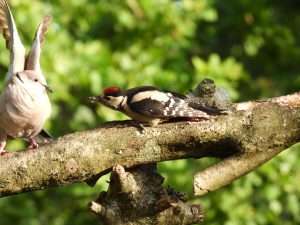 Great Spotted Woodpecker at Ivybridge by Elizabeth Mulgrew on June 18 2025