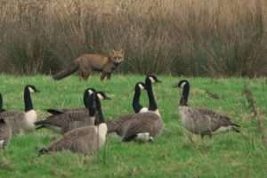 Canada Goose at Bowling Green Marsh NR by John Reeves on January 1 2024