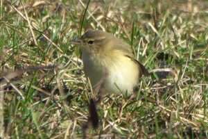 Chiffchaff at Dawlish Warren NR by John Reeves on January 5 2026